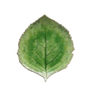 Riviera Hydrangea Leaf - Green