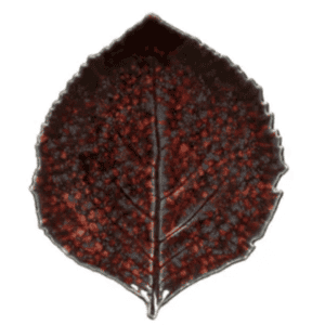 Riviera Hydrangea Leaf - Vigne